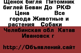 Щенок бигля. Питомник биглей Беван-До (РКФ) › Цена ­ 20 000 - Все города Животные и растения » Собаки   . Челябинская обл.,Катав-Ивановск г.